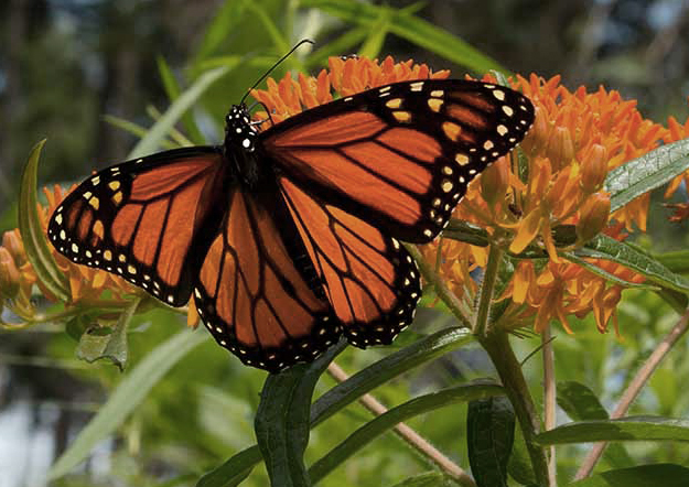 A monarch Butterly on an orange flower.